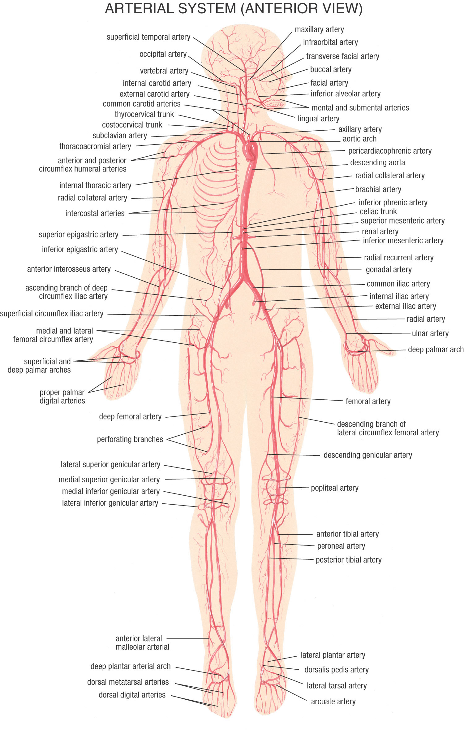 HB Arterial System