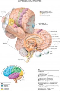 HB Cerebral Hemispheres