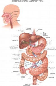 HB Digestive System