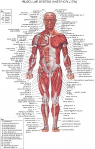HB Muscular System Anterior
