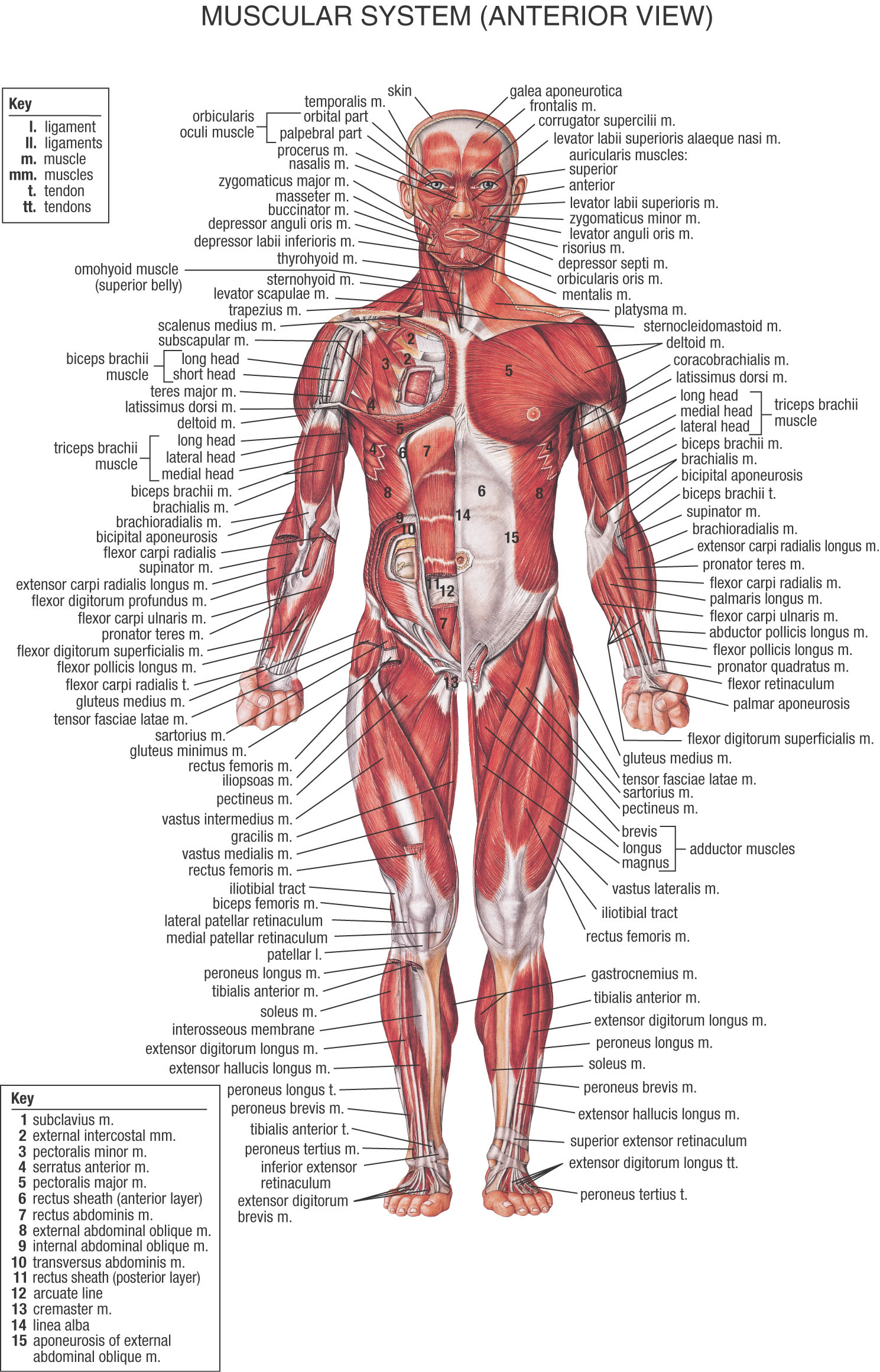 The muscular system is an organ system embodying skeletal, smooth and cardiovascular muscles. It permits improvement of the shape, upholds carriage, and rings lifeblood all through the figure. The massive […]