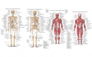 HB Skeletal & Muscal Anatomy