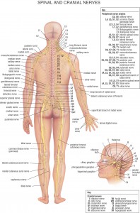 HB Spinal System A