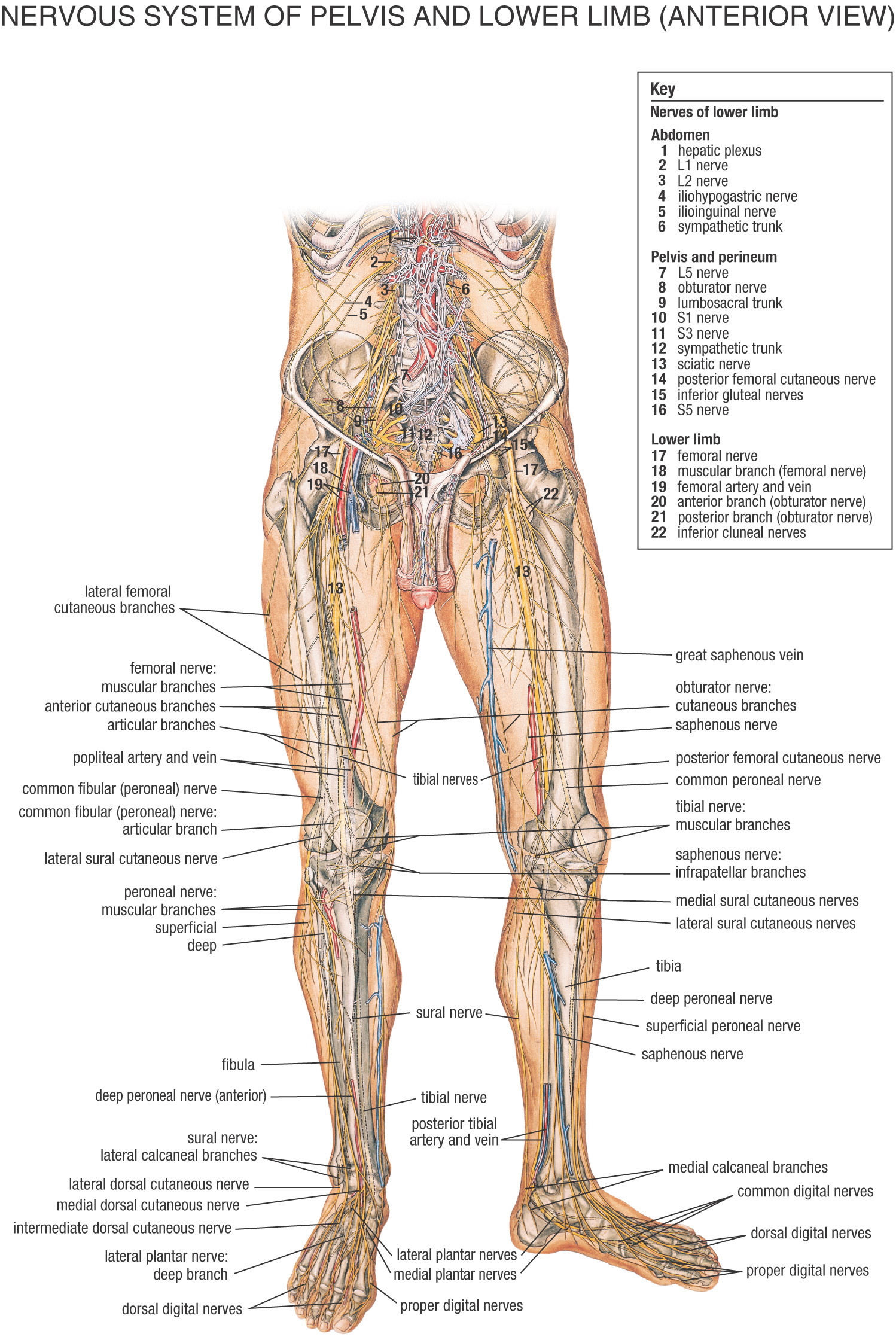 The spinal line is the guideline pathway for educational information uniting the brain and edge antsy system. The length of the spinal line is considerably more restricted than the length […]