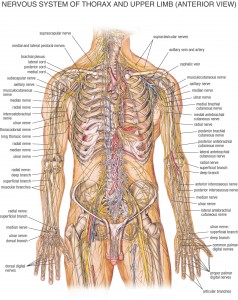 HB Spinal System C