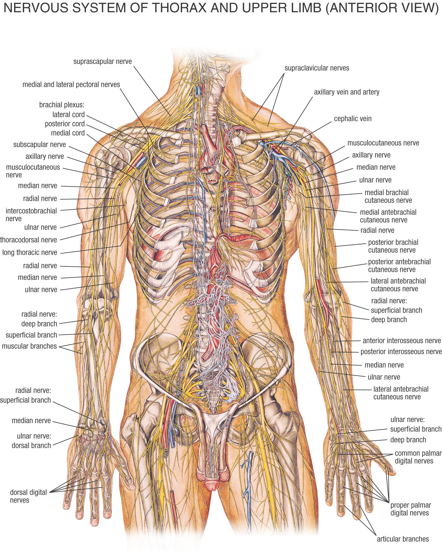 The spinal cord is secured by a few layers of tissue, called spinal meninges, that surround the trench. The dura mater is the uttermost layer, and it shapes a solid […]