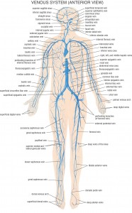 HB Venous System