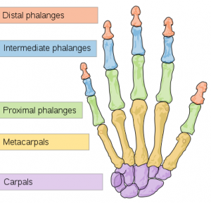 Hand Bones