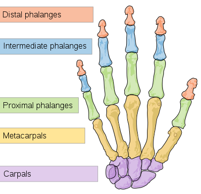 The skeleton of the human hand comprises of 27 bones, the eight short skeletal substances of the wrist or carpus formed into a proximal column (scaphoid, lunate, triquetral and pisiform), […]
