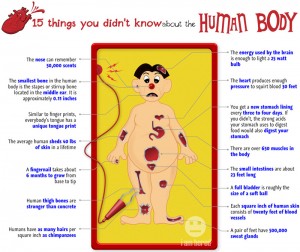 Human Body Facts