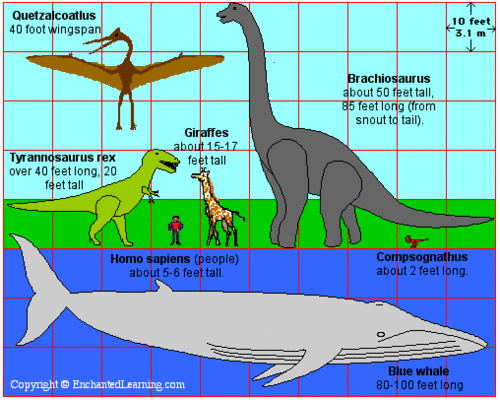 Know the large animals height. Quetzalcoatlus has 40 foot wingspan, giraffes is about 15-17 feet tall, Tyrannosaurus rex has over 40 feet long, 20 feet tall, Brachiosaurus is about 50 […]