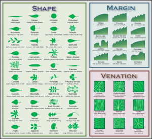 Leaf Shapes