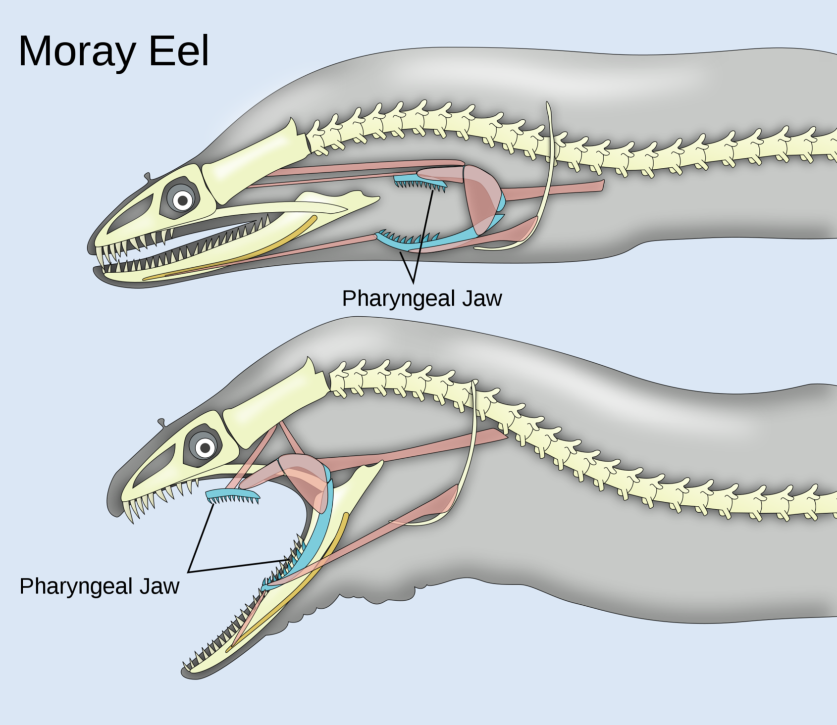 This image show how moray eel open its mouth using its pharyngeal Jaw.