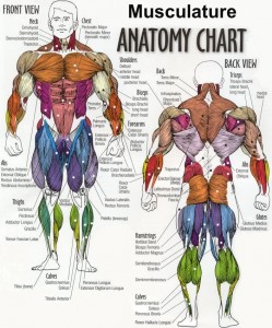 Muscular Anatomy Chart A