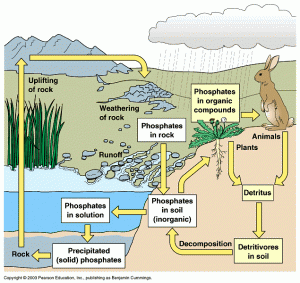 Natural Cycle