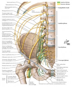 Pelvis