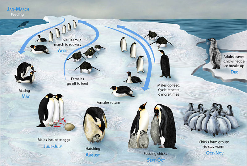 Know the penguins life in whole year. Jan-march is for feeding, April is for marching to rookery, May is for mating, june-july is for incubating eggs through male, August is […]