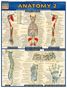 QS Anatomy II (1)