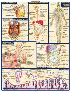 QS Anatomy II (2)