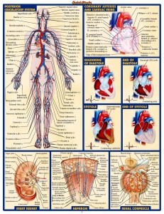 QS Anatomy II (3)