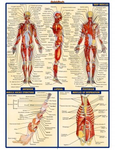 QS Anatomy II (4)