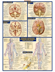 QS Anatomy II (5)