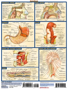QS Anatomy II (6)