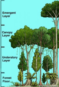 Rainforest