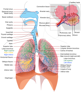 Respiratory Sytem