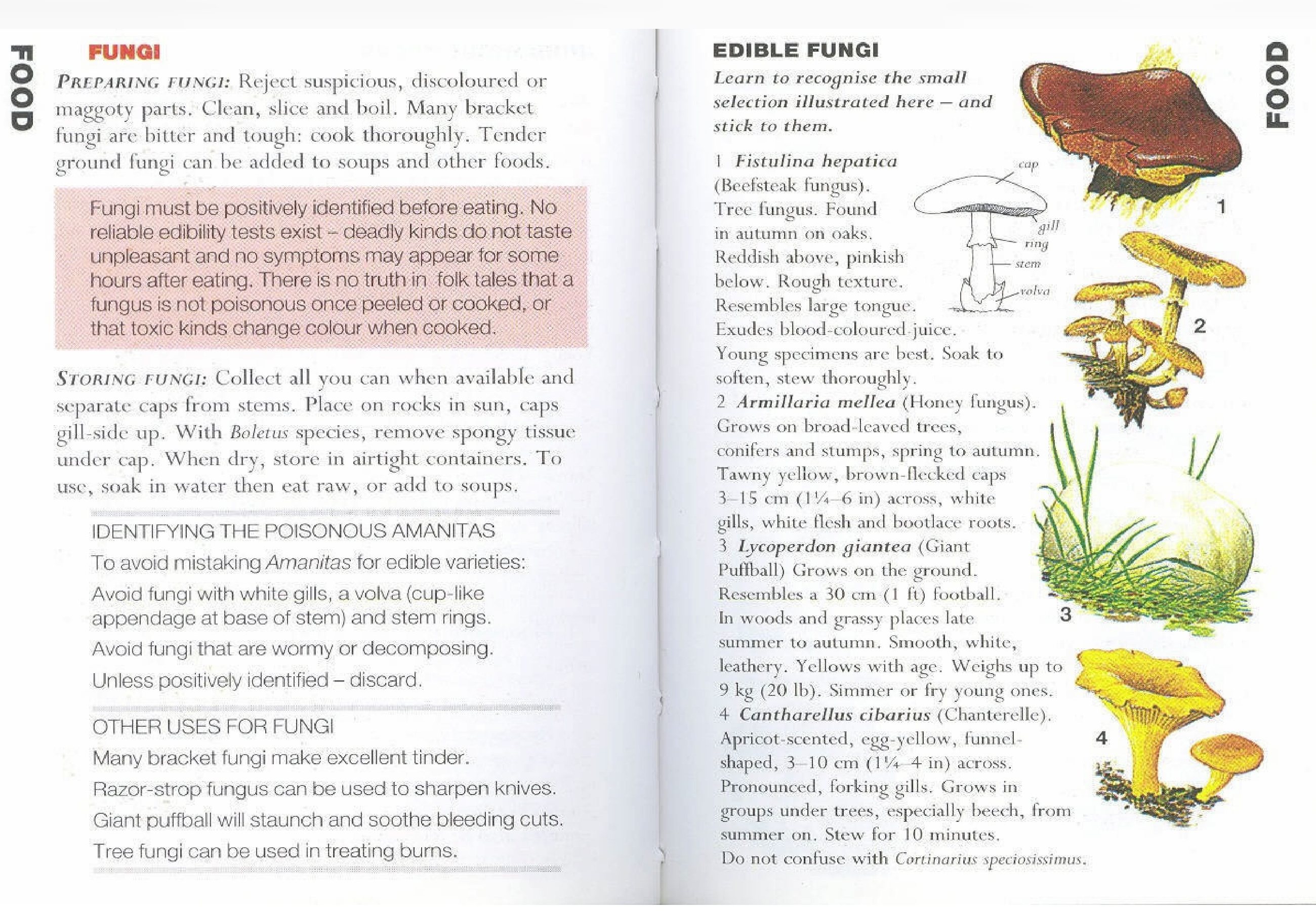 Agaricus organisms. Maintain a strategic distance from any that stain yellow when cut or wounded, or that scent of carbolic. Some green catches are difficult to recognize from the destructive […]