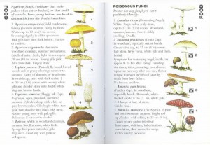 SAS 040 - Fungi