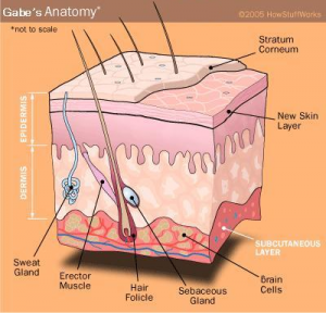 Skin Anatomy