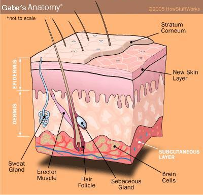 The epidermis is made out of the uttermost layers of units in the skin, “epi” in Greek significance “over” or “upon”, which as one unit with the dermis structures the […]