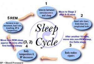 Sleep Cycle A