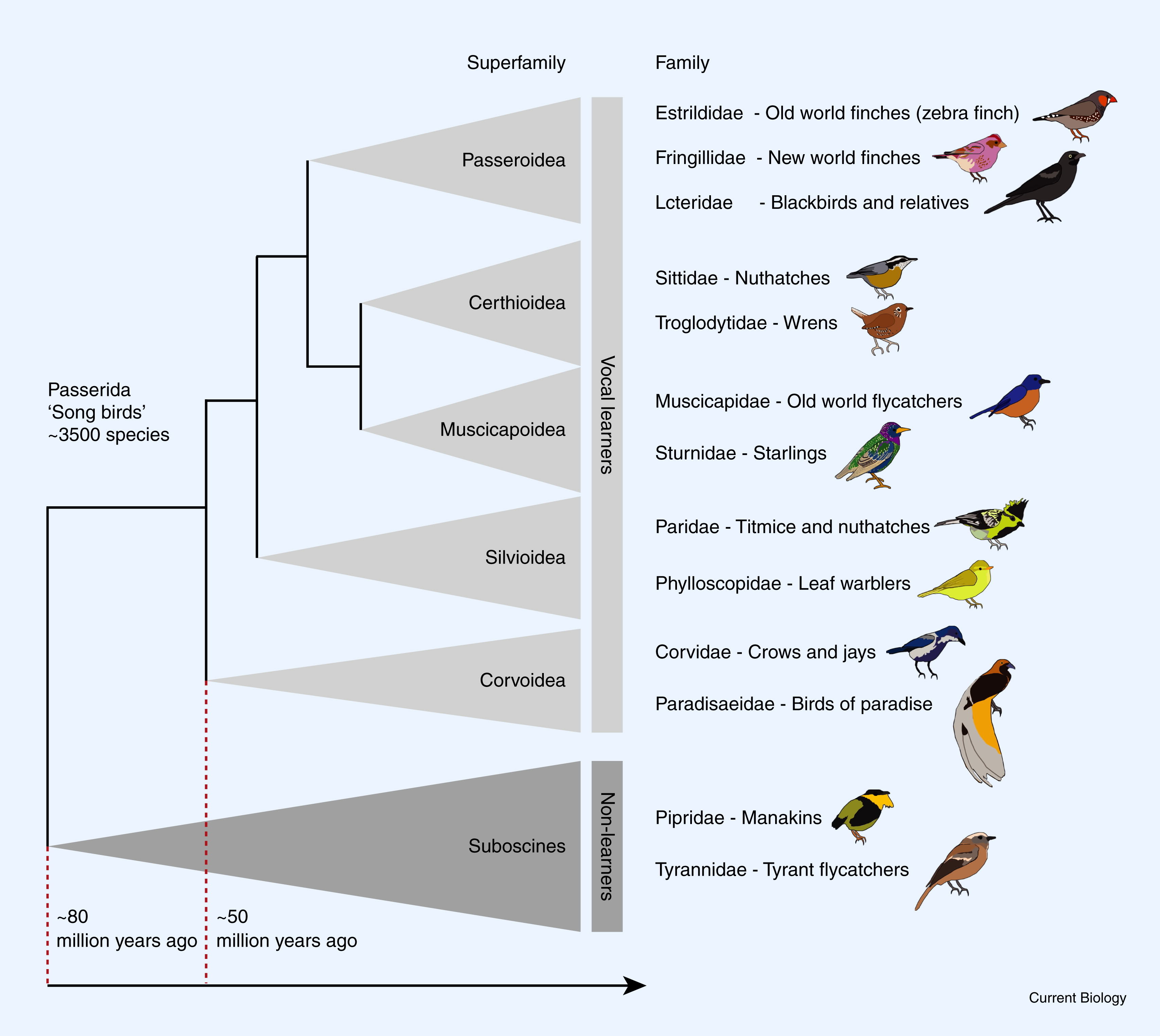Know the song birds family tree with over 3500 species this past 80 million years ago. You can see the birds species from vocal learners up to non learners. Vocal […]