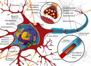 Synapse