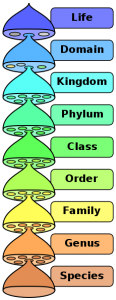 Taxonomic Rank