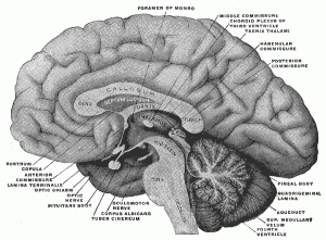 The Brain