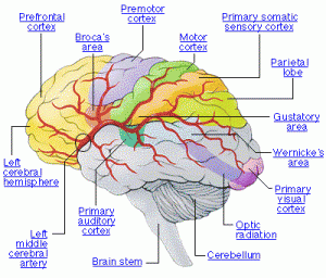 The Brain