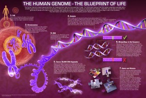 The Human Genome