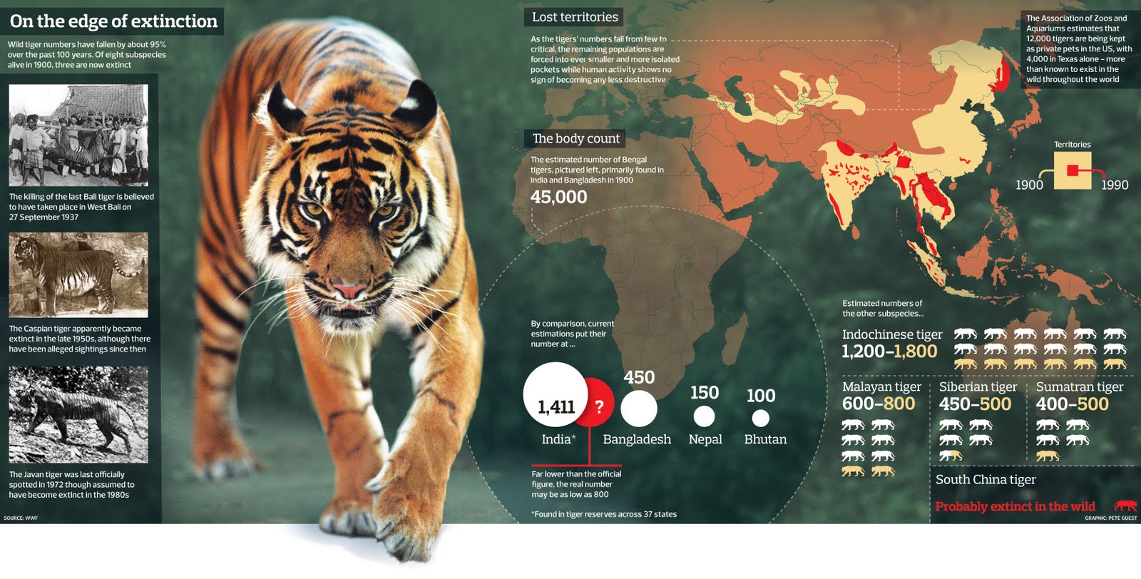 Tigers maybe dangerous, but right now they are on the edge of extinction already. They have lost their territory due to humans ambition. And over the past 100 years, 95% […]