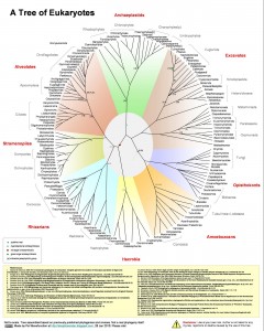 Tree of Eukaryotes