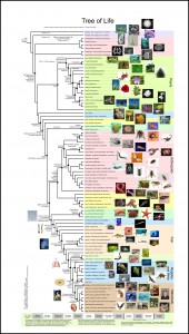 Tree of Life B