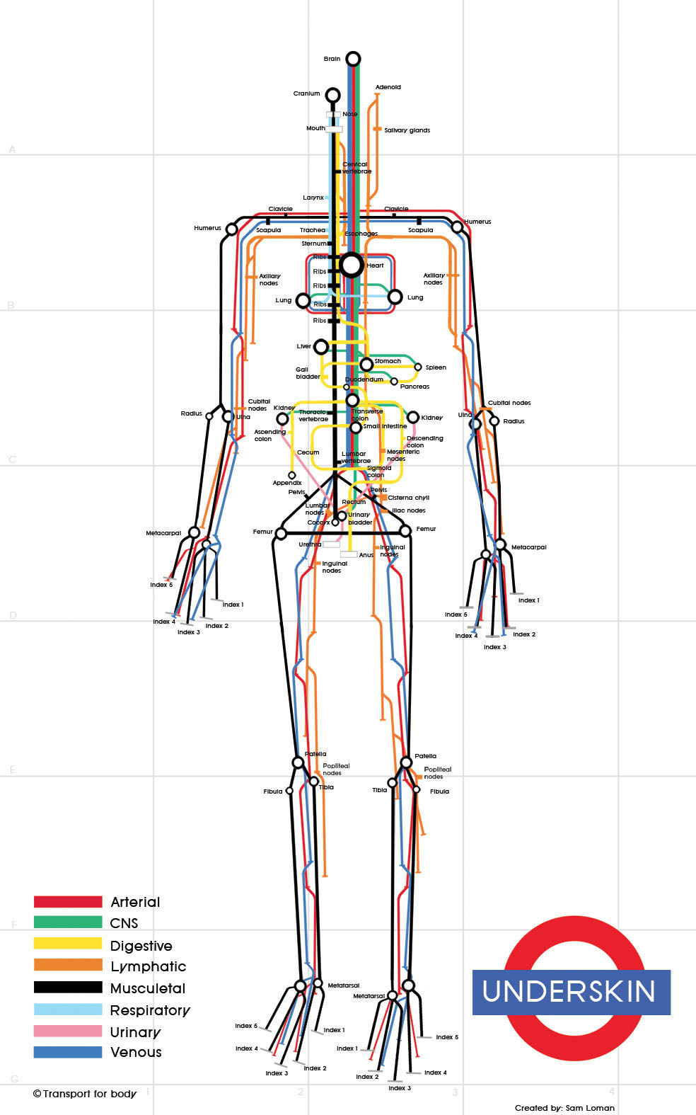 In tube anatomy structures the trachea, or windpipe, is a tube that join the pharynx and larynx to the lungs, permitting the section of air. It is lined with pseudo […]