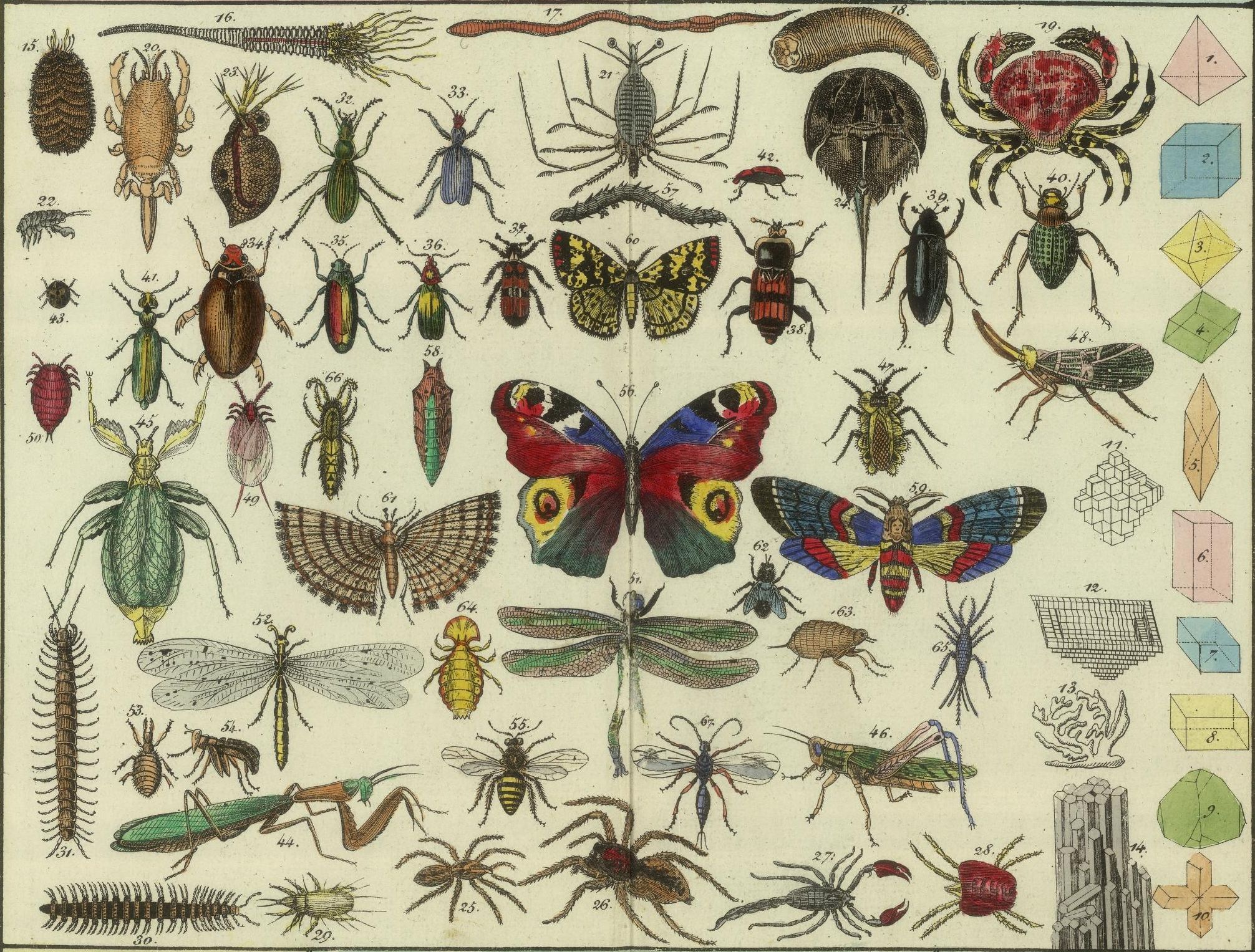 Do you know how many insects here on earth? Well, maybe there are still some species on it that are not yet discovered. Try to look at this image below, […]
