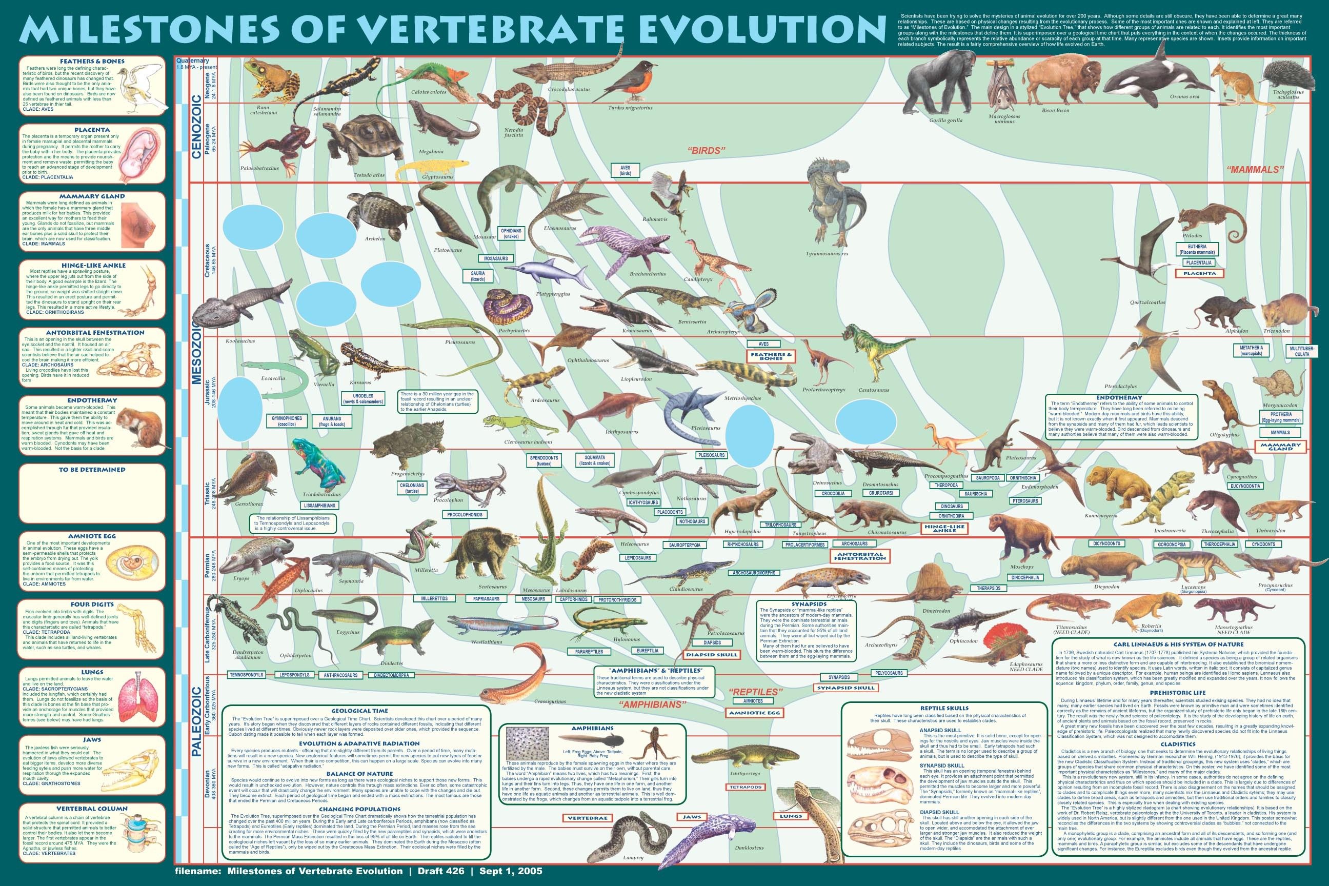 Ever wonder how the vertebrate evolution works? Try to look at this chart. It will help you understand a lot by just looking at its image.