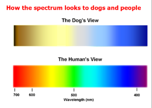 Visible Spectrum for Dogs & Humans