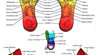 Reflexology, or zone help, is an elective medication including the physical demonstration of applying force to the feet, hands, or ears with particular thumb, finger, and hand systems without the […]
