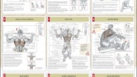 Your back muscles embody the second greatest set of muscles, after the legs. Accordingly, putting certain genuine exertion into teaching your back will pay off immense profits if you are […]