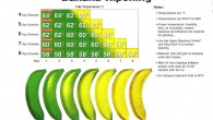 Trade bananas are picked green, and age in uncommon rooms upon entry in the end nation. The aforementioned rooms are sealed shut and loaded with ethylene gas to incite maturing. […]